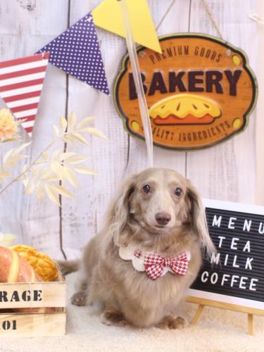 20240927ぺこちゃん